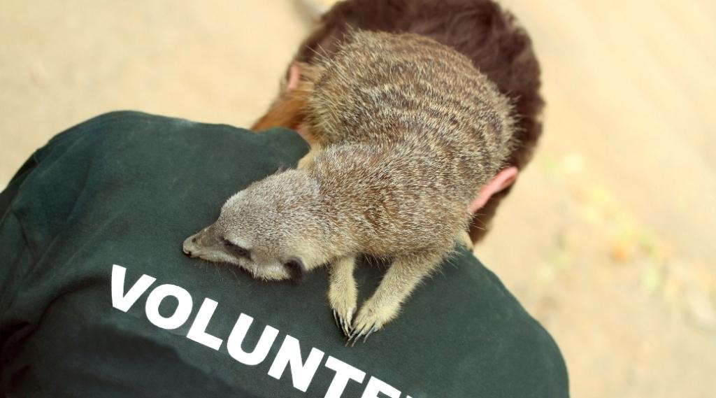 FÉRIAS DE VOLUNTARIADO volun